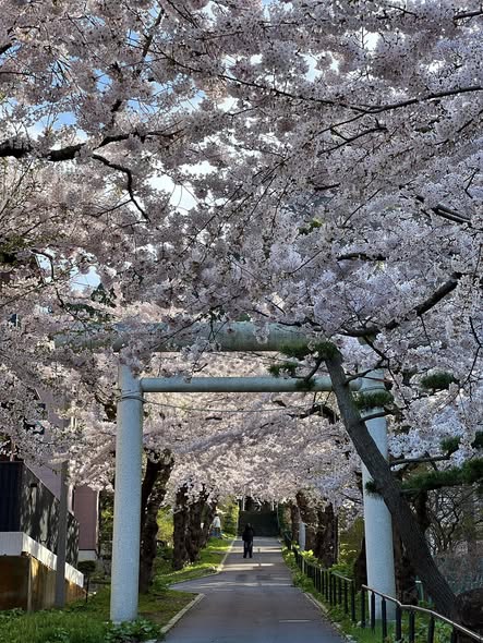 函館住三吉神社的櫻花
