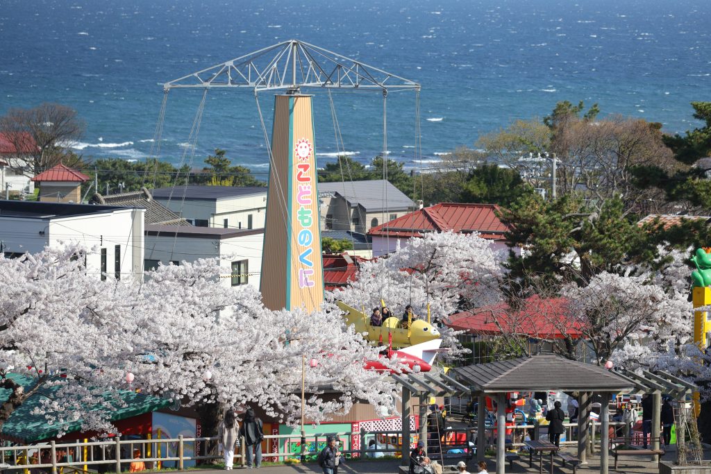函館公園的櫻花