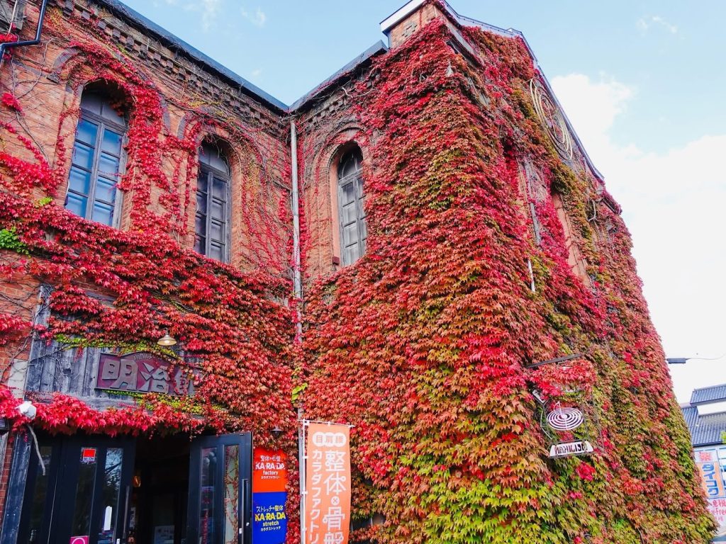 函館明治館的楓葉