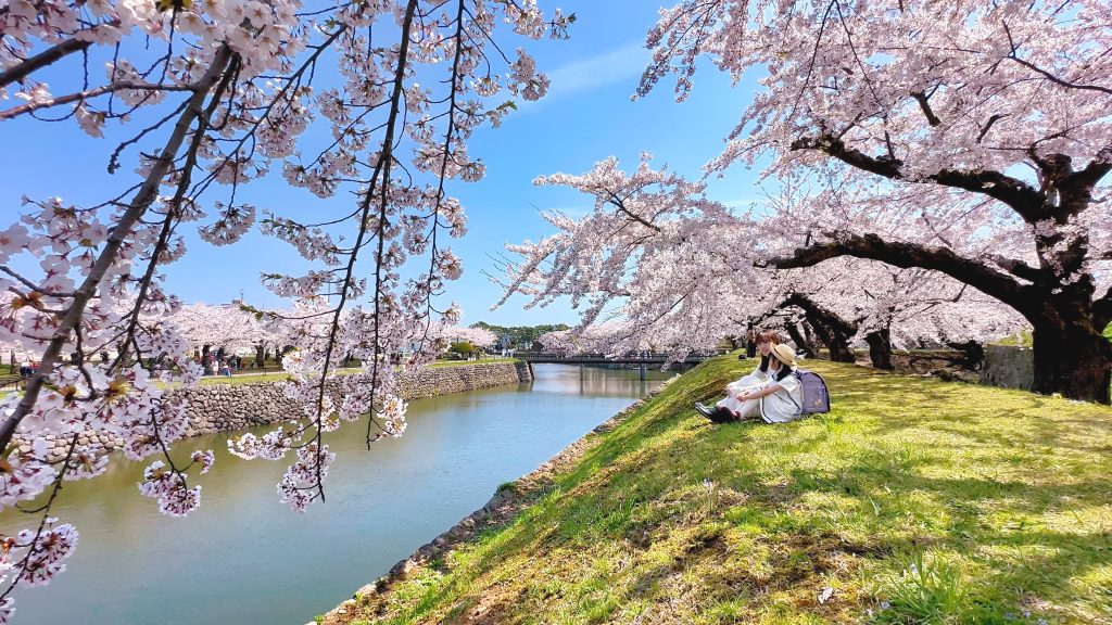 五稜郭公園的櫻花