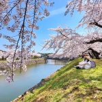五稜郭公園的櫻花