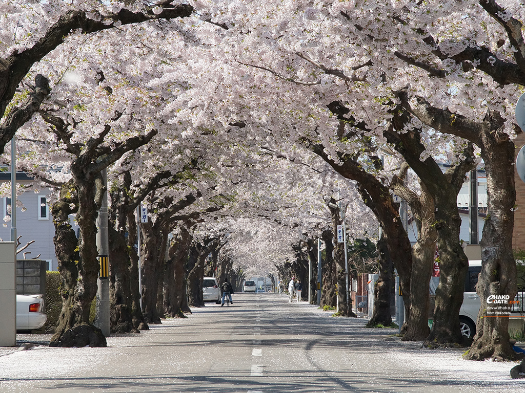 函館櫻之丘通的櫻花隧道