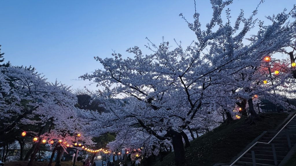 函館公園夜櫻點燈