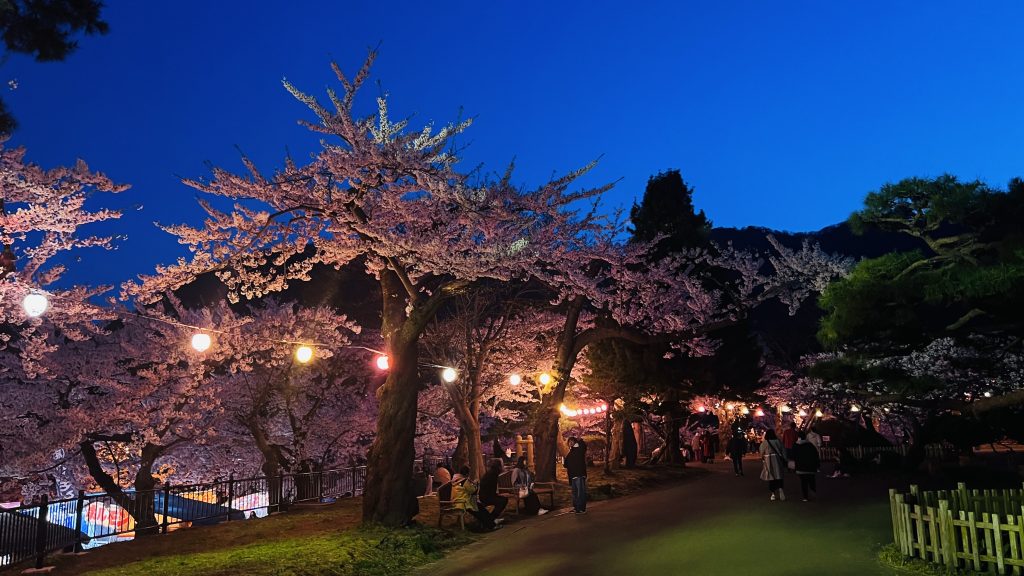 函館公園夜櫻點燈