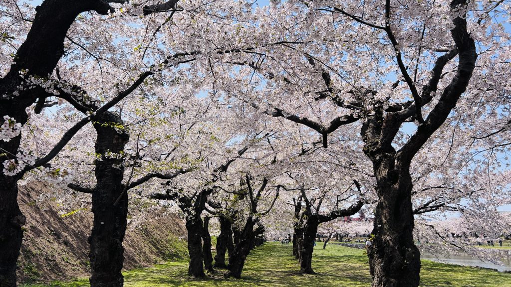 五稜郭公園：櫻花隧道