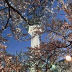 函館五稜郭公園夜櫻