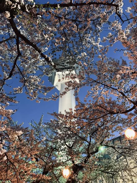 2026函館五稜郭公園賞櫻全攻略：北海道賞櫻成吉思汗烤羊肉