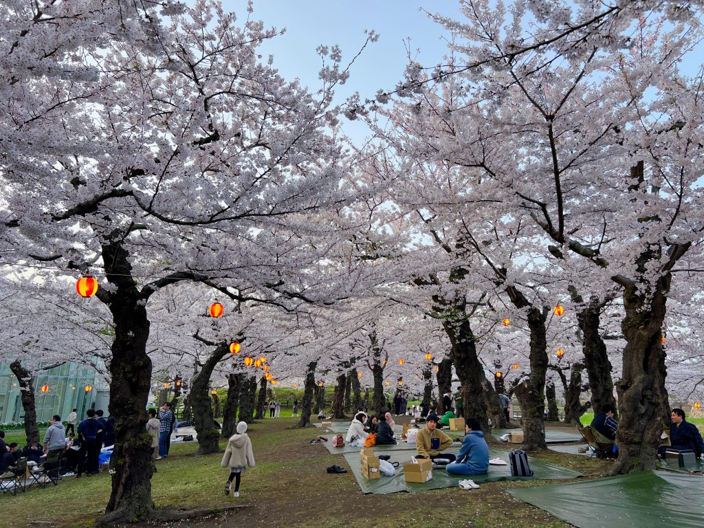 函館五稜郭公園：賞櫻成吉思汗
