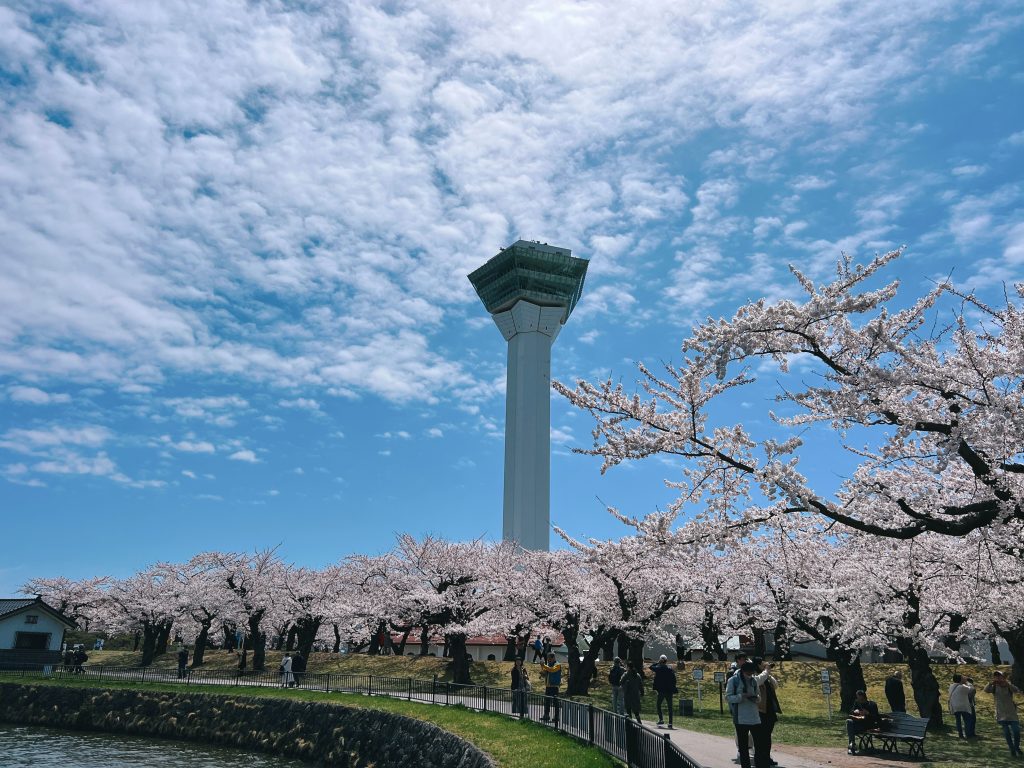 函館五稜郭公園櫻花 (9)