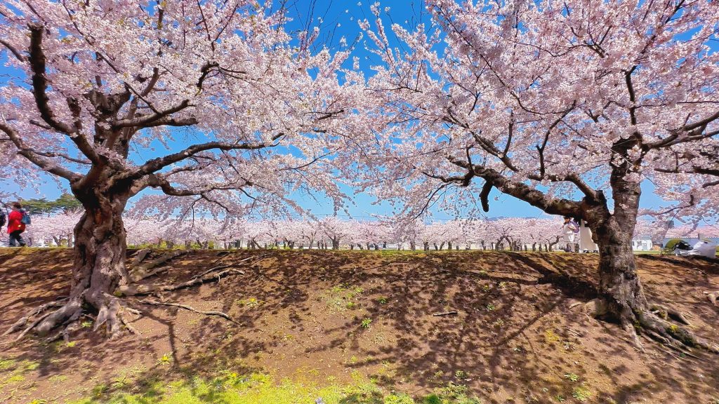 函館五稜郭公園護城河上櫻花