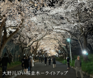 北海道北斗市：大野川夜櫻點燈