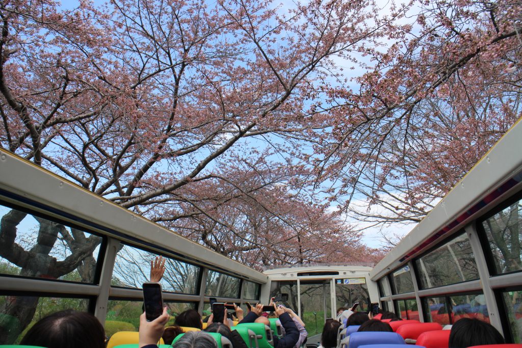 北海道北斗市大野川：敞篷賞櫻巴士 
