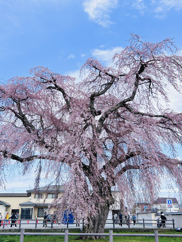 北海道北斗市：法龜寺的枝垂櫻