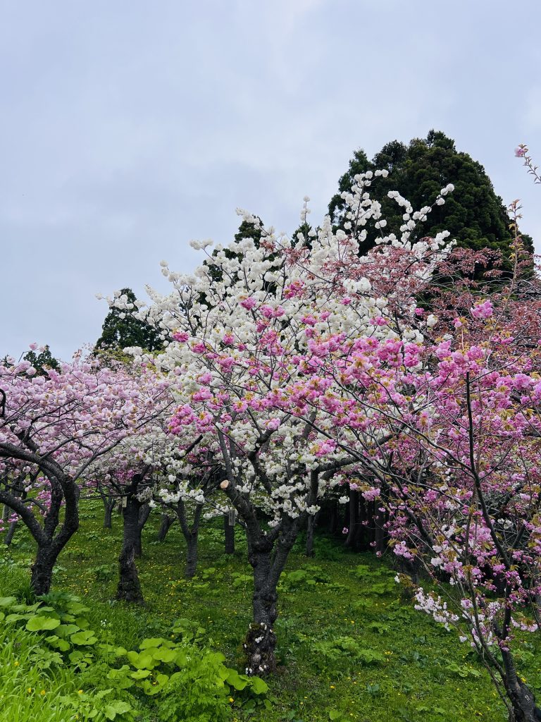 北海道松前公園的櫻花 (1)