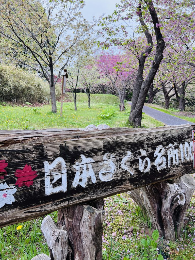 北海道松前公園的櫻花 (3)