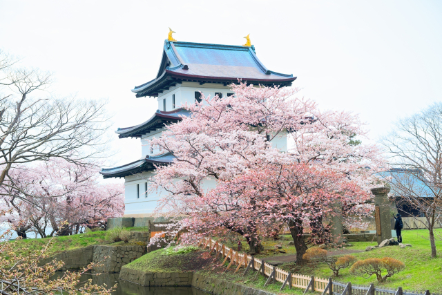 【2026北海道道南賞櫻指南】不只函館！北斗市、森町、松前城櫻花全攻略