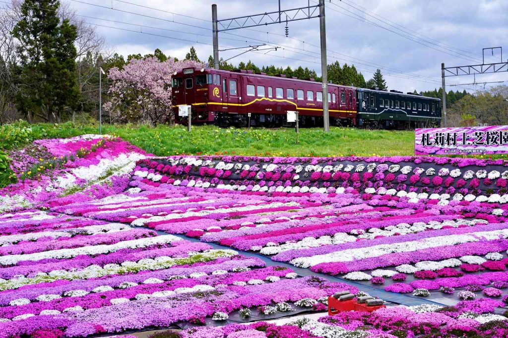 木古內町芝櫻