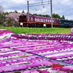 木古內町芝櫻
