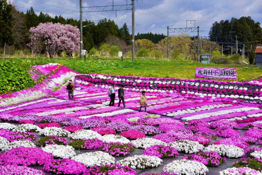 木古內町芝櫻