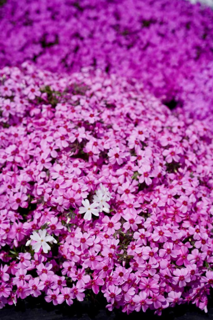 芝櫻