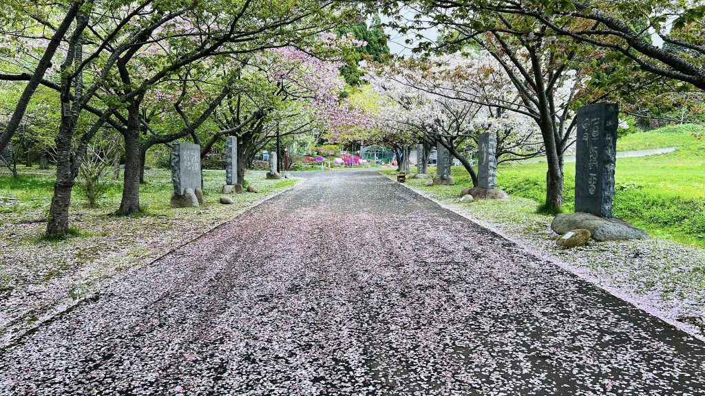 松前公園的櫻花