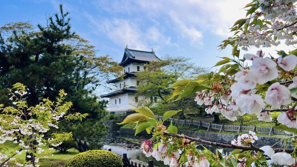 松前公園的櫻花
