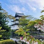 松前公園的櫻花