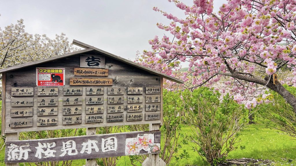 松前公園的櫻花 