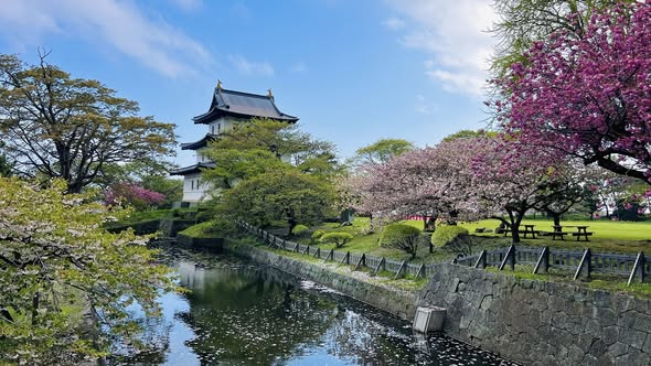 松前公園的松前城與櫻花